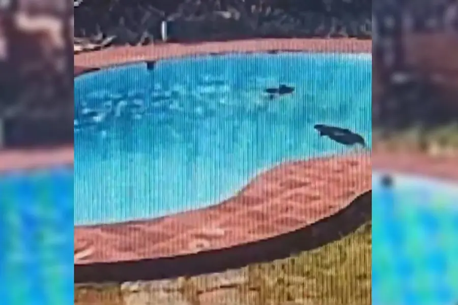 3 women lose lives in drowning incident at Mangaluru resort pool