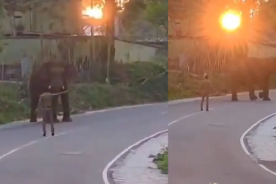 Wrong message? Kerala Police video of cop confronting wild tusker stirs ...