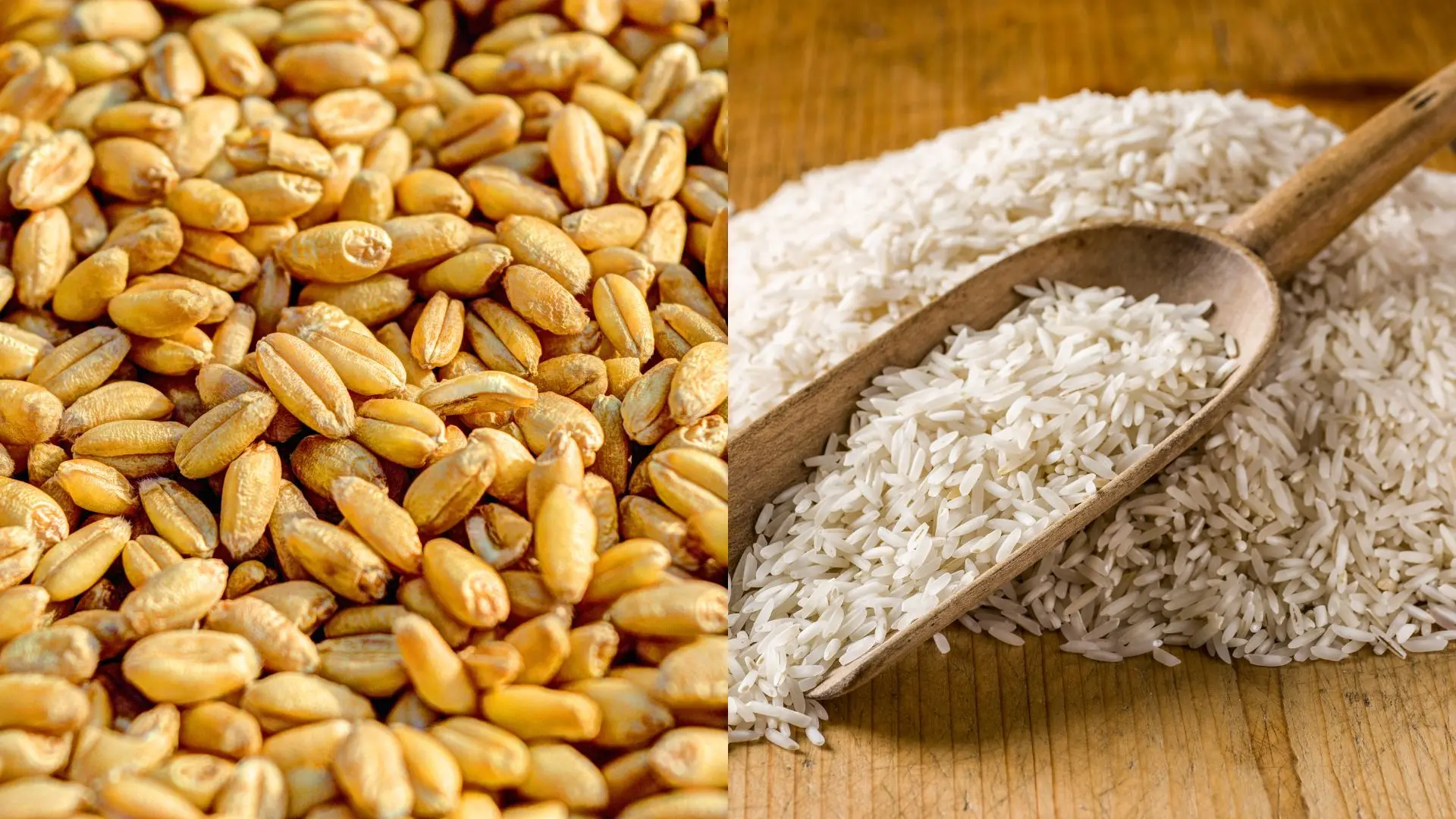 Representation image of wheat and rice | Photo: Mathrubhumi