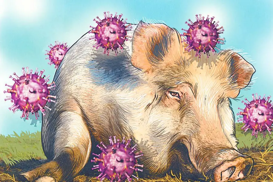 African swine fever outbreak in Kottayam, pigs to be culled