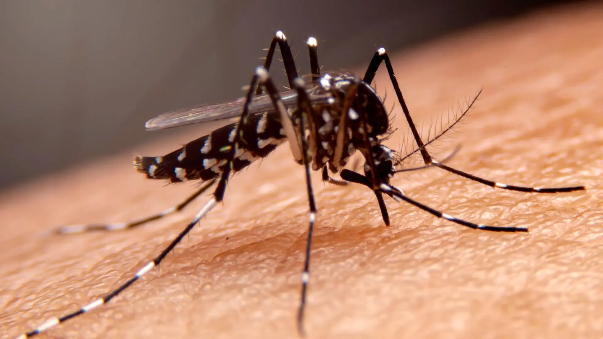 Dengue mosquito | Photo: Canva