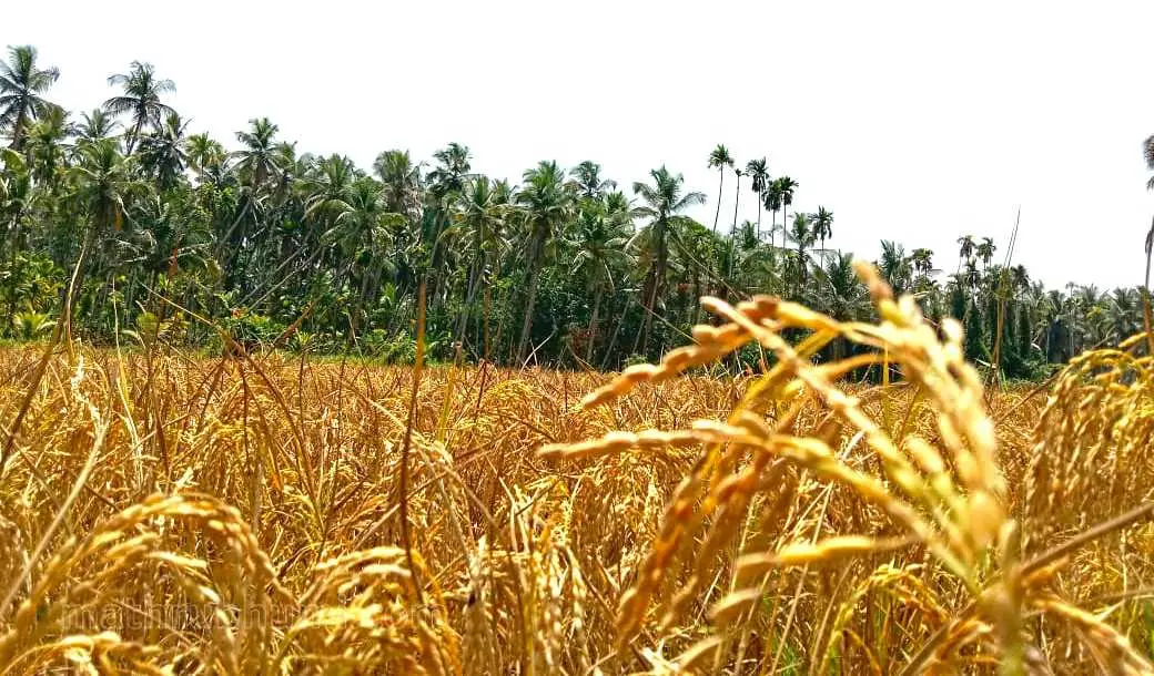 Representational Image | Mathrubhumi archives