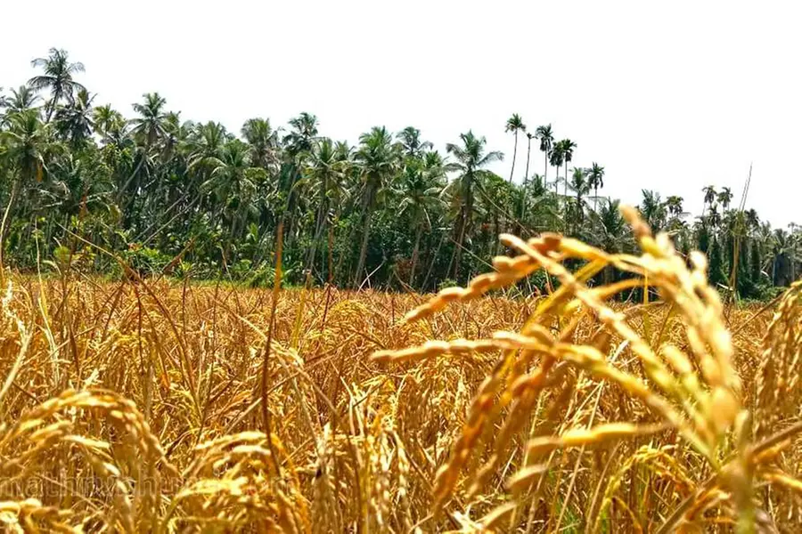Supplyco begins disbursing PRS loans; first phase to cover 15,000 farmers