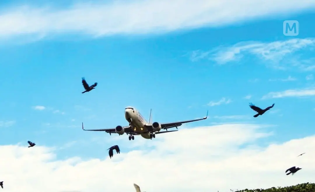 Birds posing threat for aircraft safety (file image)