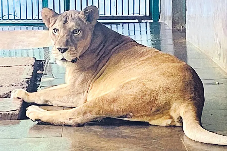 Why is TVM Zoo’s lioness Gracy receiving US medication and heading to Chennai?