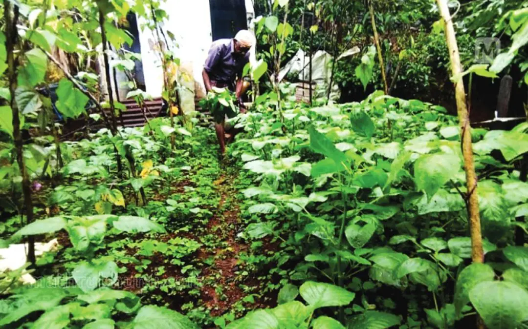 Thambidas working on his farmland
