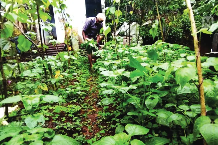 From a daily wage of Rs 2.25 to owning 1.36-acre organic farm: TN man sets an example in Idukki