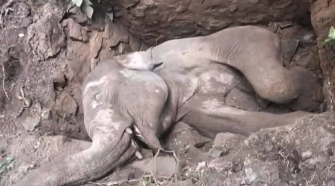 Elephant dies after falling into septic tank in Kerala's Thrissur