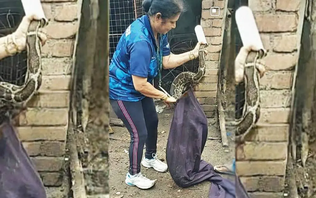 A SARPA volunteer rescuing a snake