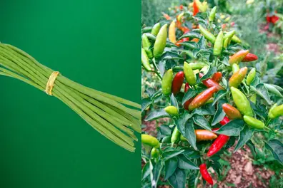 'Baroda Drumsticks' enter Kerala market @ Rs 500; Kanthari chilli prices spike