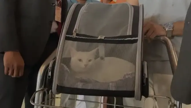 The kitten belonging to Ramachandran Nair arrived in Kerala from Brussels