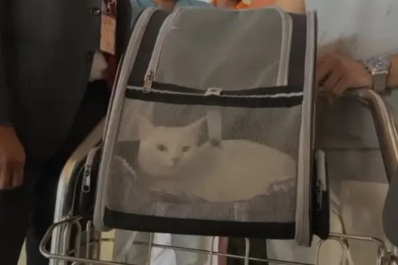 Purr-fect landing! Kochi Airport sets new milestone with first pet arrival under AQCS | WATCH