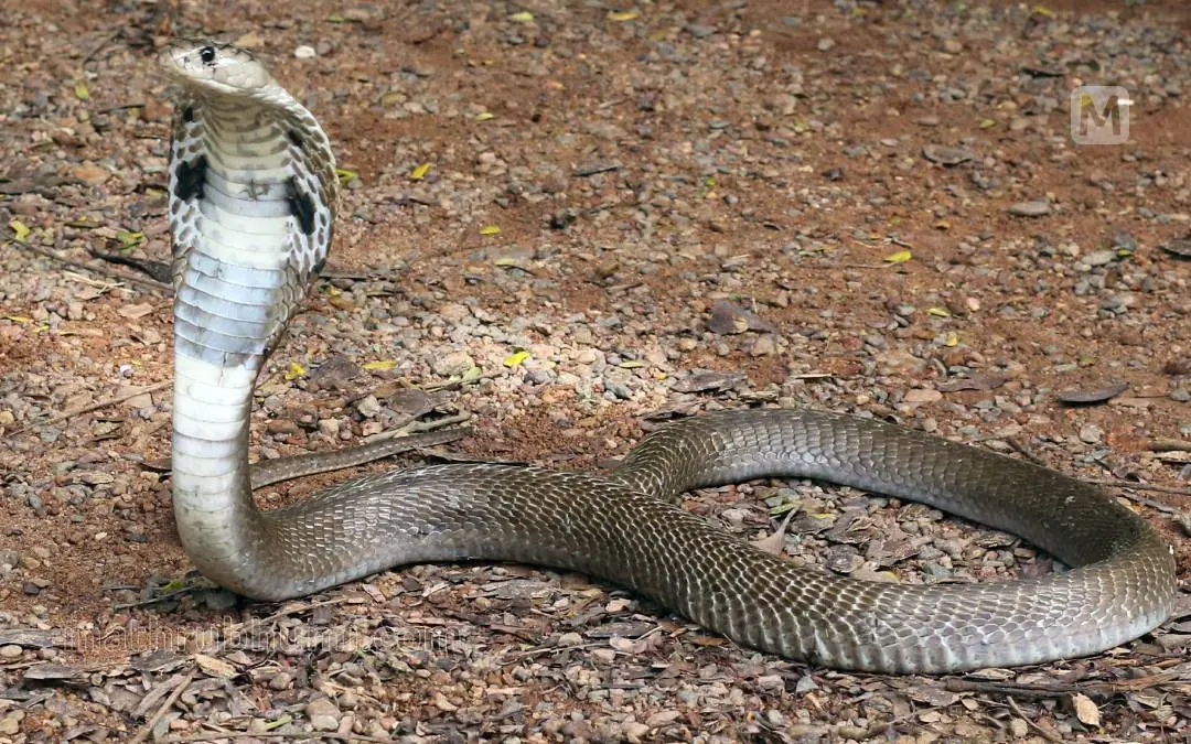 Representational image | Photo: Mathrubhumi