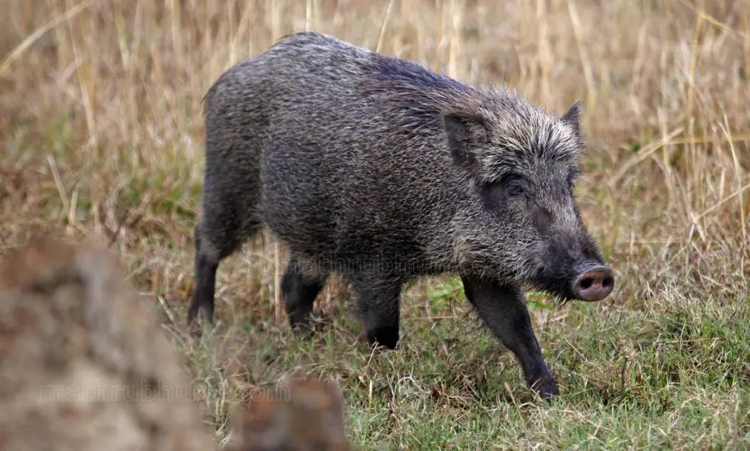Wild boar | Photo: Binoj P P