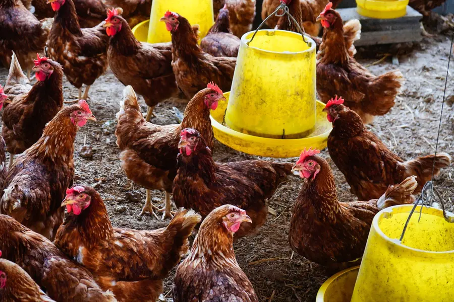 India bans antibiotics in animal feed to fight Antimicrobial Resistance