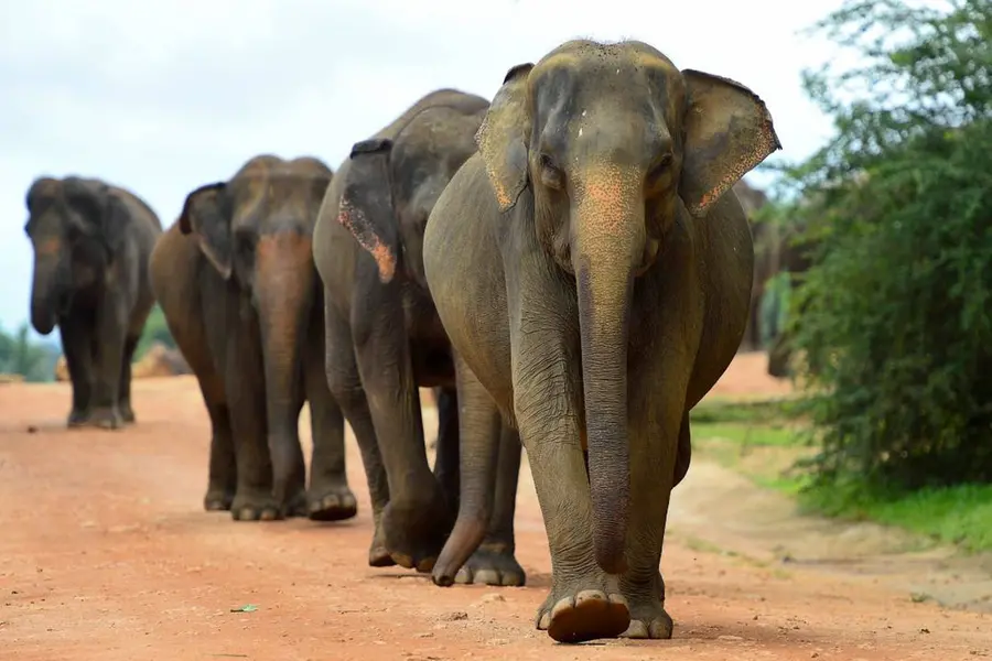 Sentient Beings: Elephants, not Machines
