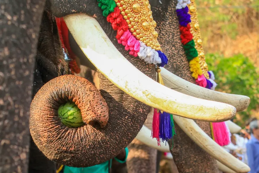 Kerala govt considering appeal against HC’s restrictions on elephant parade