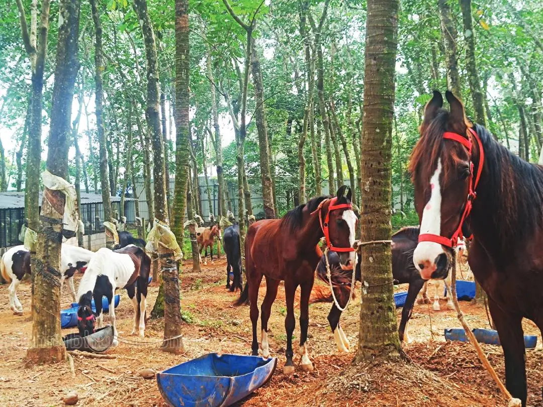 Horses brought from Rajasthan's Pushkar Mela to Angadippuram farm | Photo: Mathrubhumi