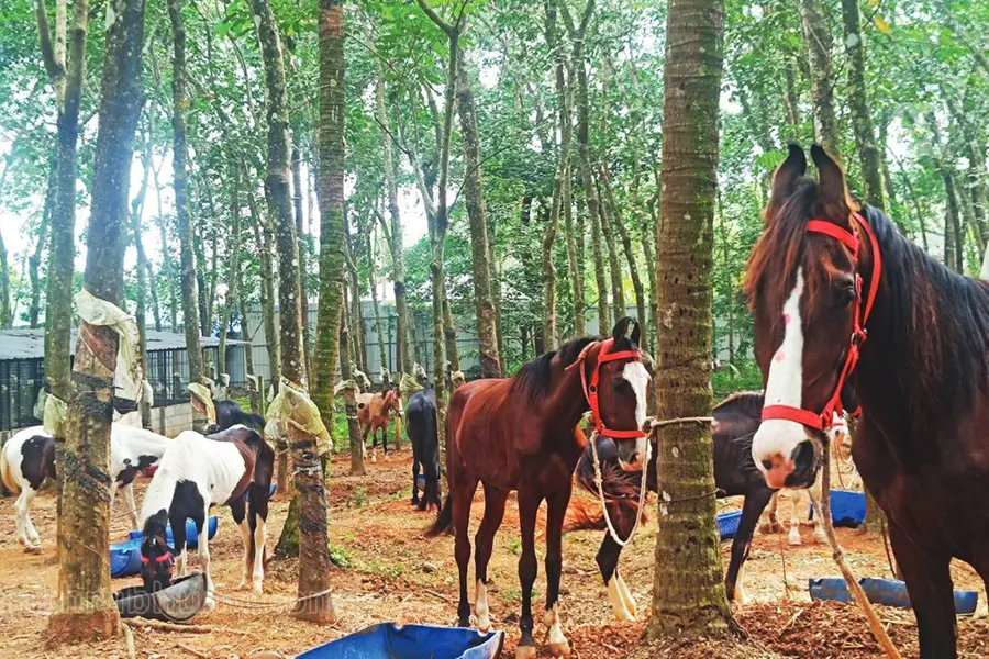 Kerala's largest horse club, safari park in Malappuram; ₹85 lakh spent on 30 horses from Rajasthan