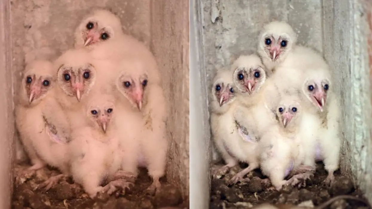 The barn owlets | Photo: Arranged