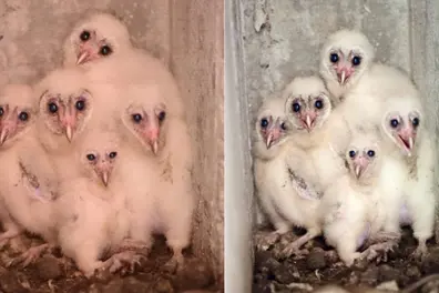 Rare barn owl finds home in Wayanad man’s residence, welcomes 5 owlets