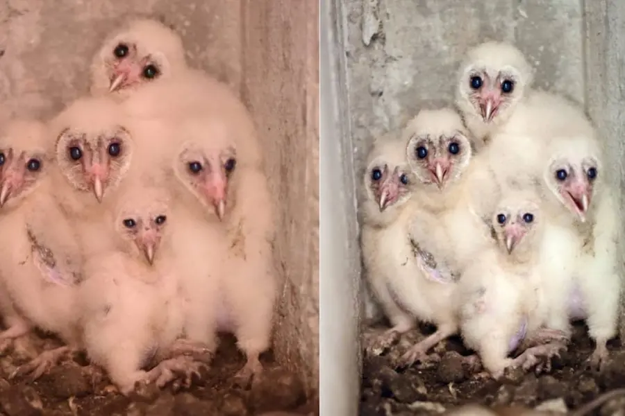 Rare barn owl finds home in Wayanad man’s residence, welcomes 5 owlets