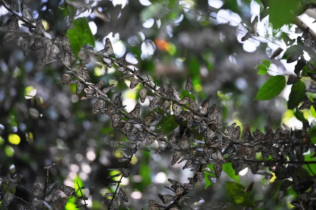 Dark blue tiger butterflies (File photo for representation)