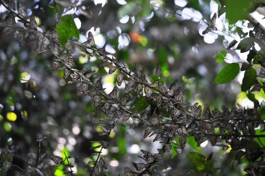 Most number of new species in India spotted in Kerala