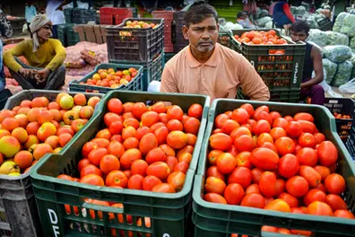 Tomato prices drop to Rs 52/kg as fresh crop arrives
