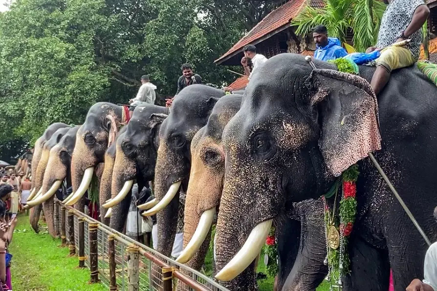 Kerala HC's elephant curbs tantamount to ban; A blow to Thrissur Pooram, other temple festivals