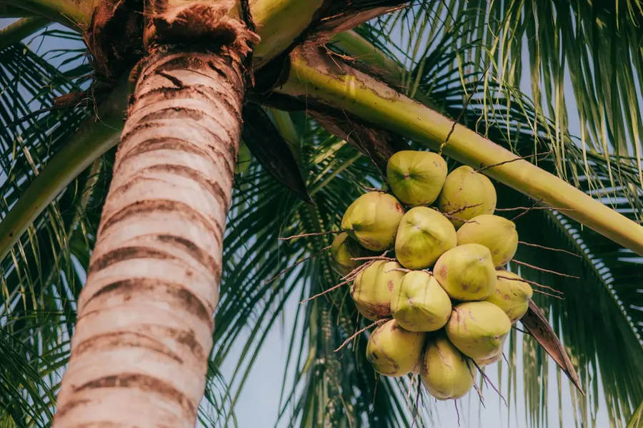 Rs 47 per kg: Kerala’s coconut prices reach all-time high amid declining supply