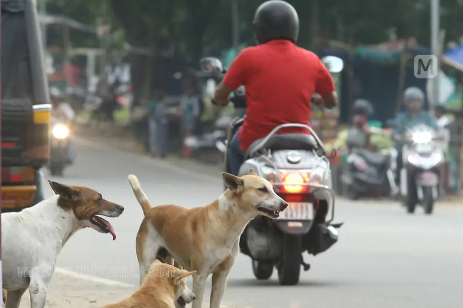 German woman bitten by stray dog at Kozhikode Railway Station