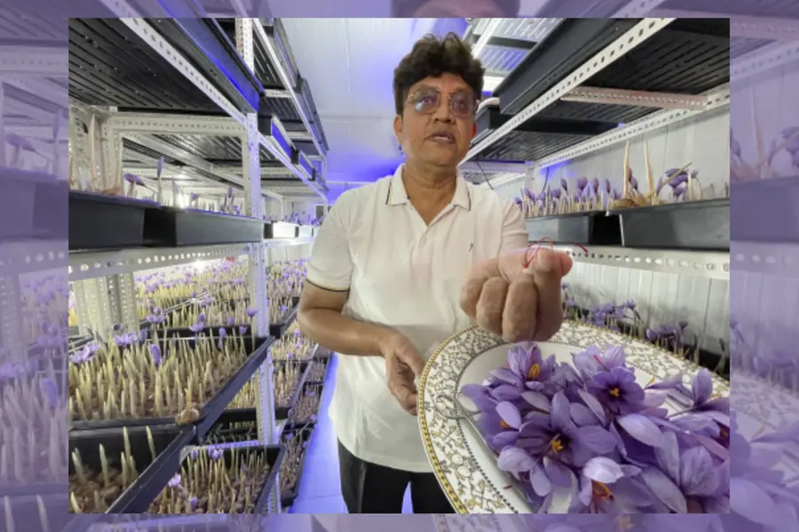 Inspired by Kashmir, Indore farmer grows saffron in room, eyes ₹5 lakh/kg