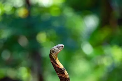 Man allegedly kills wife with snake venom for Rs 25 lakh insurance in Uttarakhand