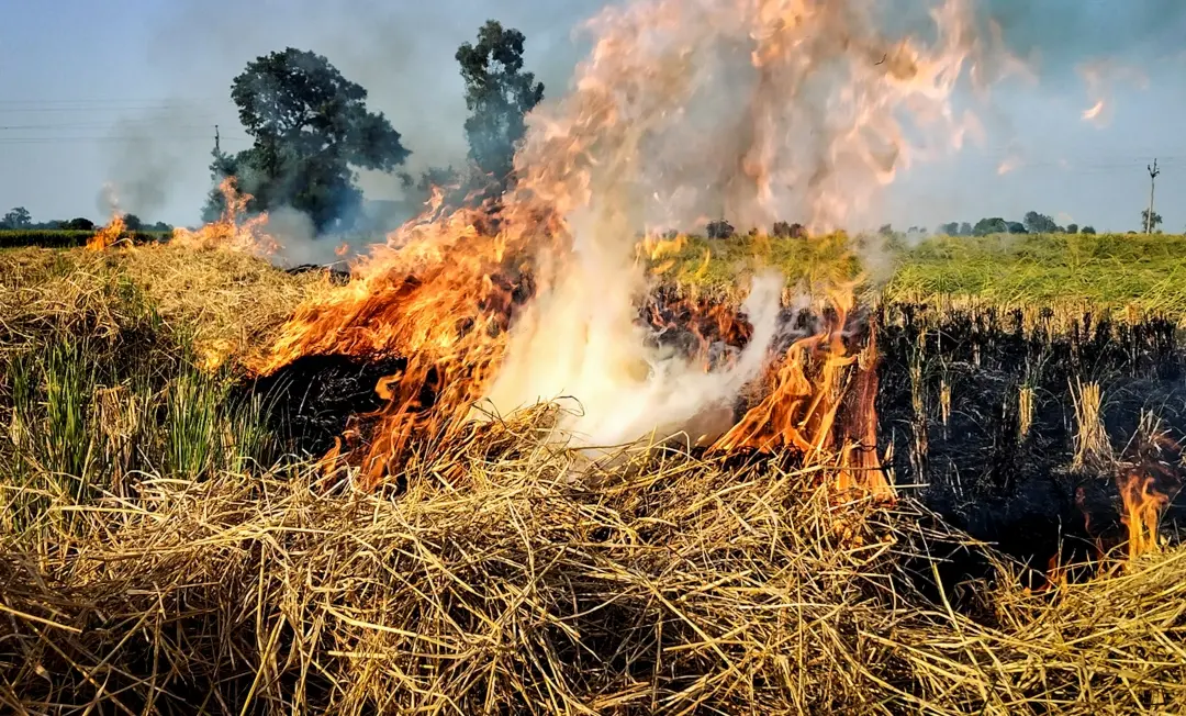 Paddy stubble being burnt after harvesting, on the outskirts of Amritsar | Photo: PTI