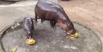 Moo Deng, famous baby hippo, predicts Donald Trump will win the election