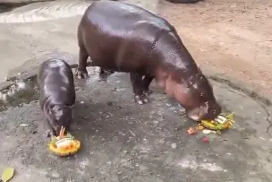 This baby hippo predicted Trump’s victory and it’s too adorable to ignore! WATCH
