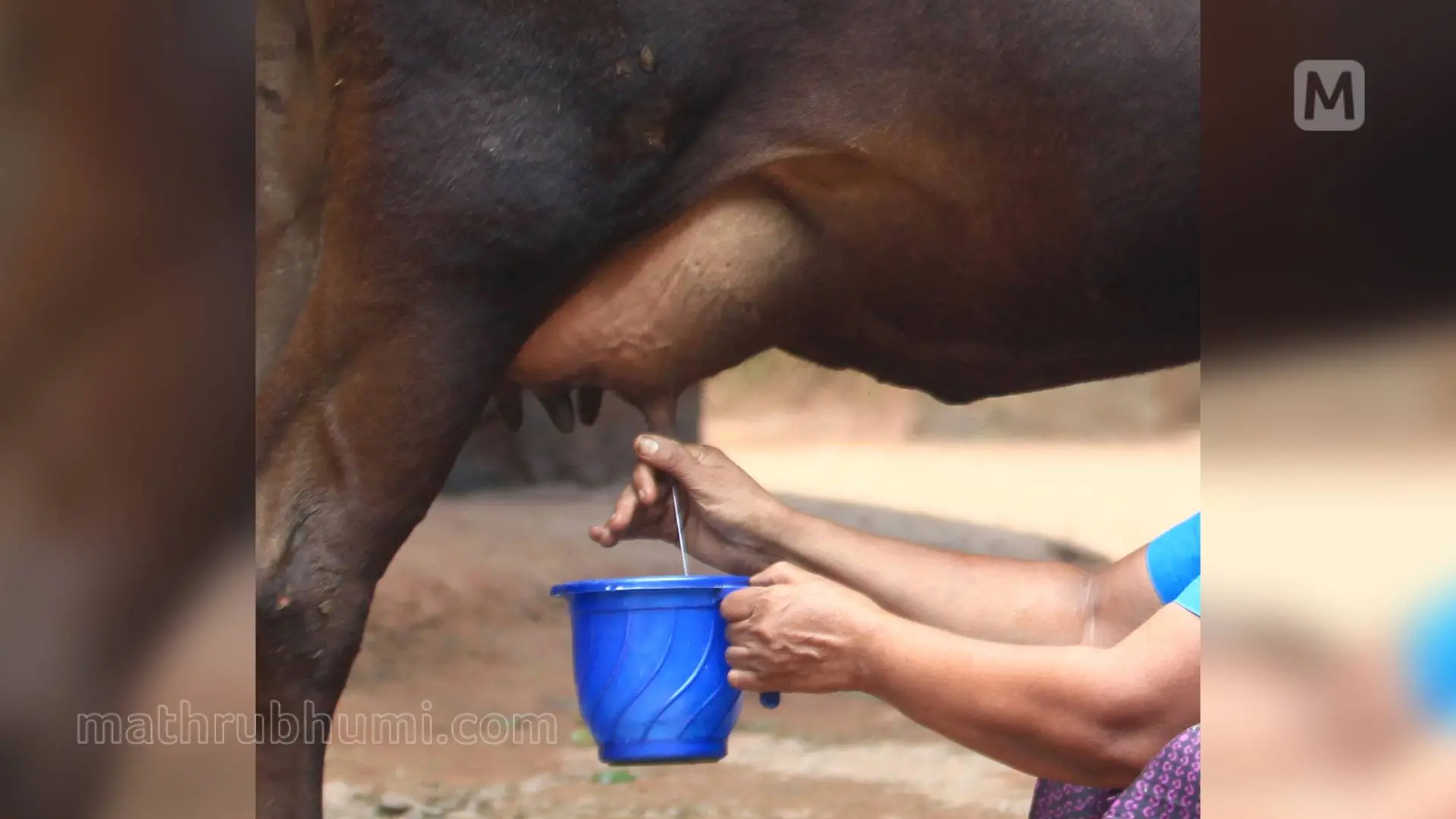 Representational Image | Mathrubhumi