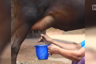 Malabar Milma announces Rs 15 crore to aid dairy farmers