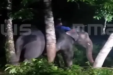 Mahout stranded atop frenzied jumbo for 10 hrs in Pathanamthitta; Rain, power outage add to ordeal