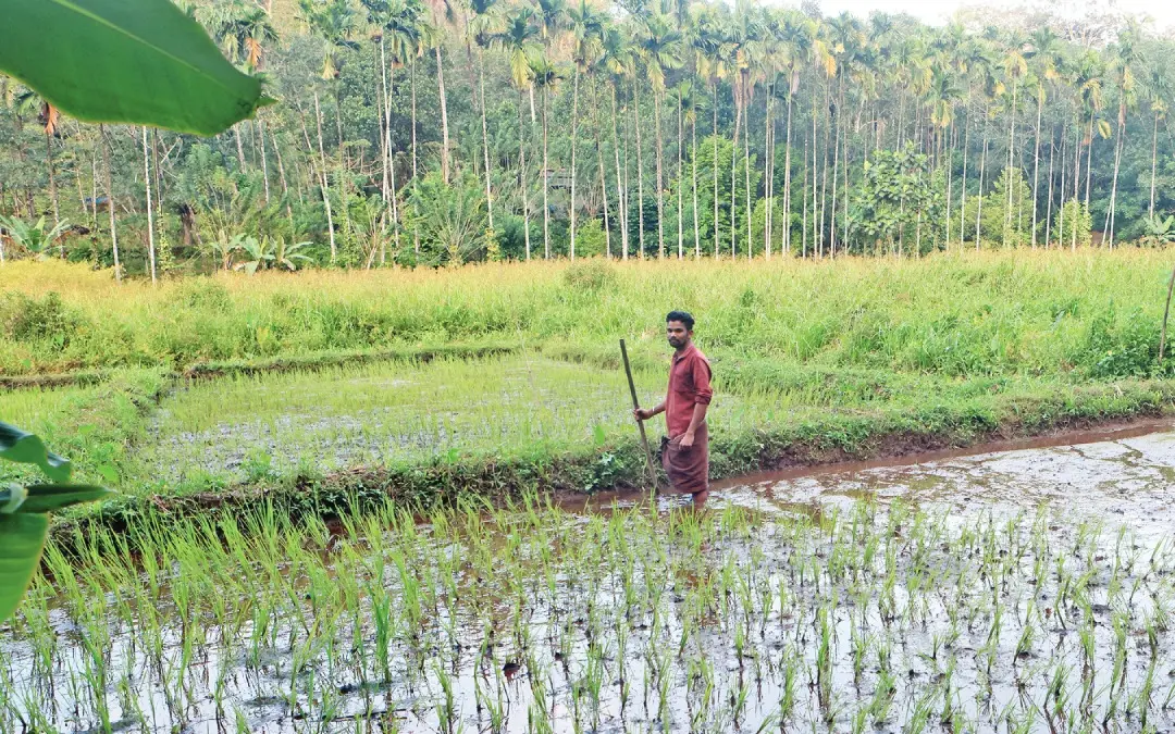 Nandakumar, a paddy farmer in Thavalakkuzhippaadam tribal village | Photo: Mathrubhumi