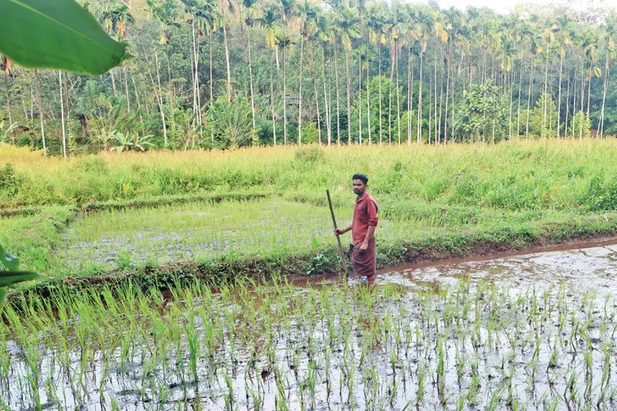 Thavalakkuzhippaadam: An isolated tribal village in the heart of forest