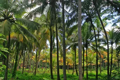Kerala Piravi: From fragmented princely states to unified entity; redefining cultural boundaries