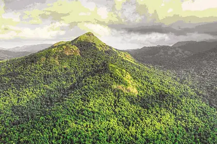 Parl panel discusses changes in wildlife protection, forest conservation laws with officials
