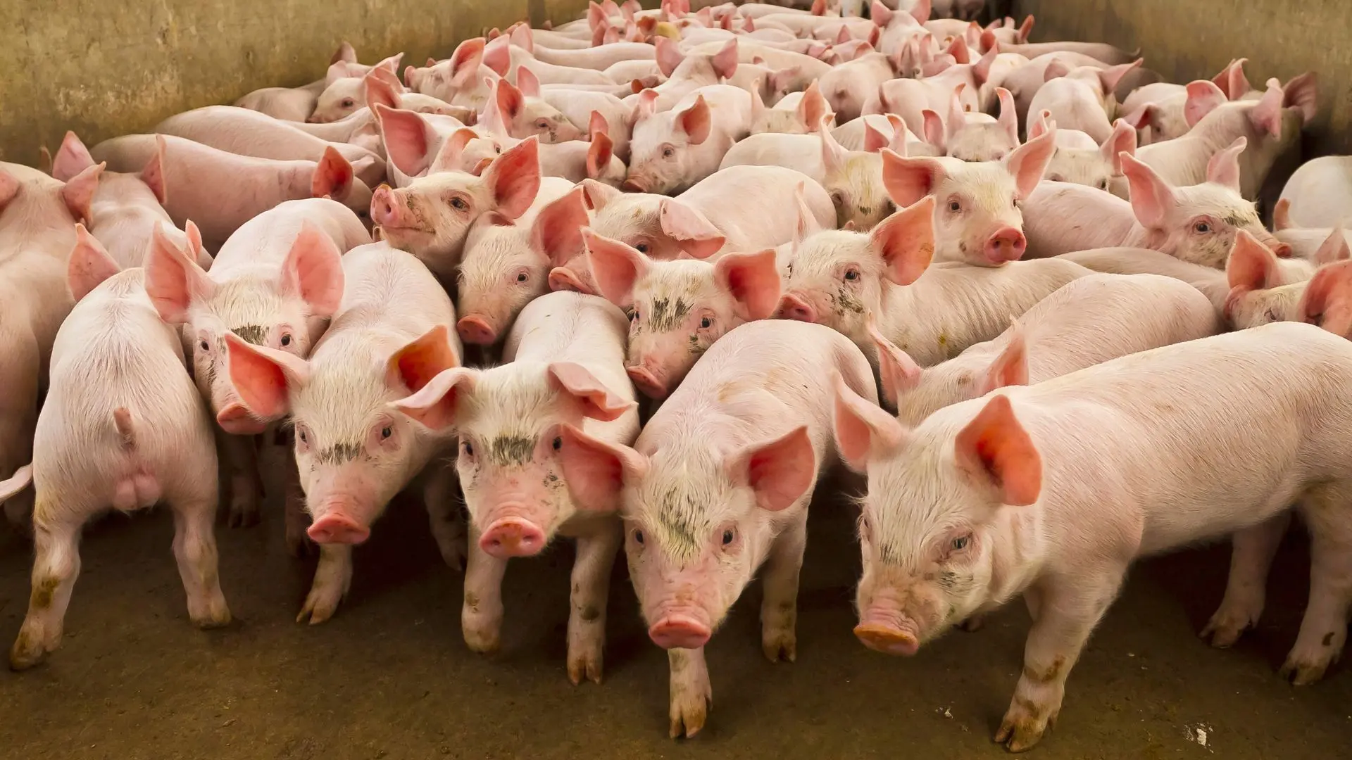 Pig