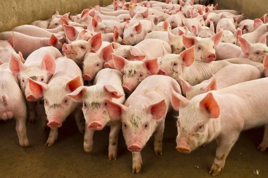 H5N1 bird flu confirmed in US pig for first time