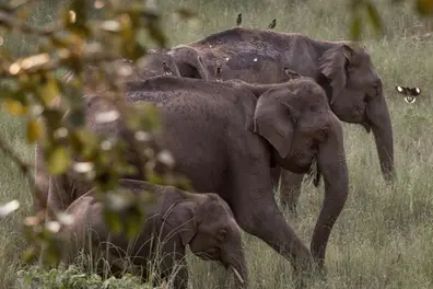 4 wild elephants dead, 5 in critical condition in MP; probe on
