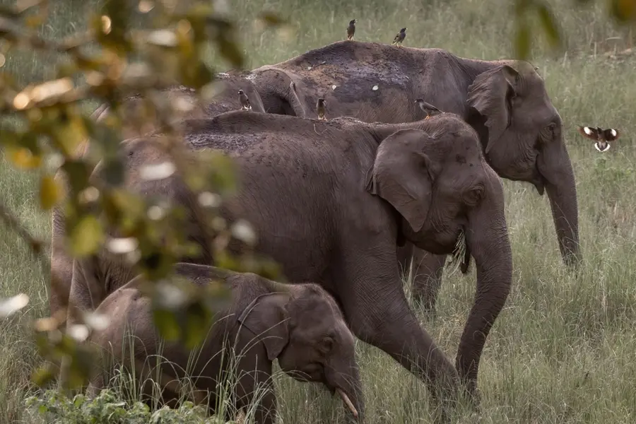4 wild elephants dead, 5 in critical condition in MP; probe on