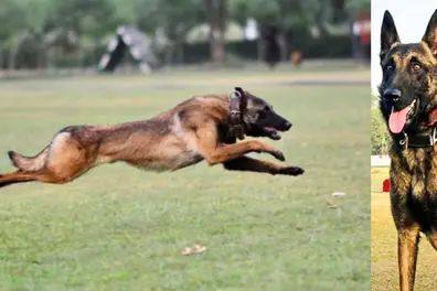 Army dog Phantom dies after drawing enemy fire during anti-terror operation in J-K