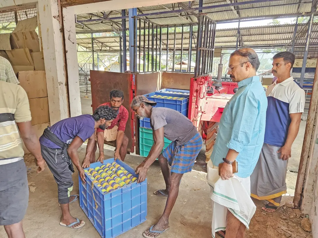 Stale Aravana being removed from Sabarimala | Mathrubhumi